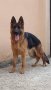 Немска овчарка, снимка 12