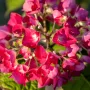Хортензия Hydrangea red baron, снимка 2