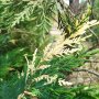 Кипарис Лейланди вариегатно, (Cupressocyparis leylandii 'Variegata'), снимка 12