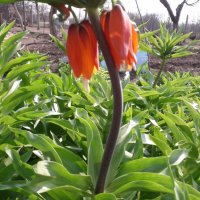 Ходжово лале, снимка 1 - Градински цветя и растения - 35426781