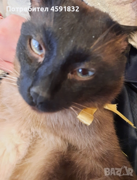 Сиамец Котарак Възпитан , снимка 1