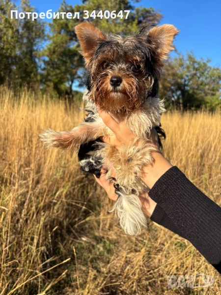 Бивър йорки , снимка 1