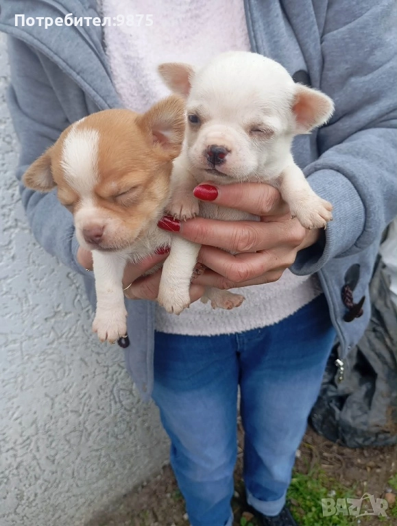 Продавам чихуахуа, снимка 1