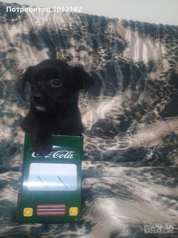 Свободни чухопинчери , снимка 1