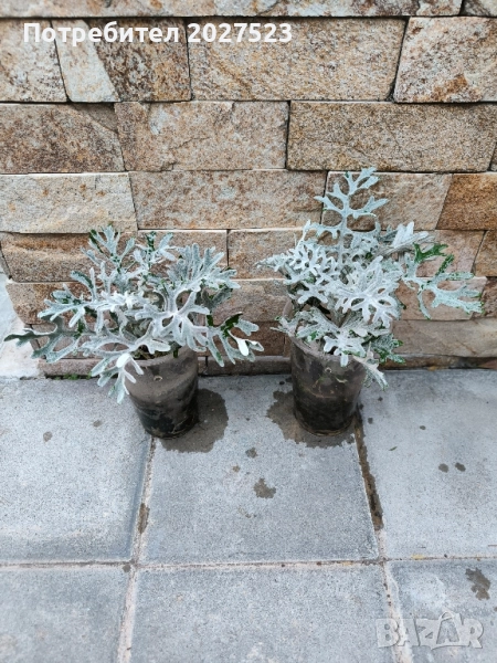 Цинерария , снимка 1