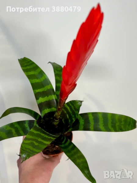  красиво цвете Vriesia Era , снимка 1