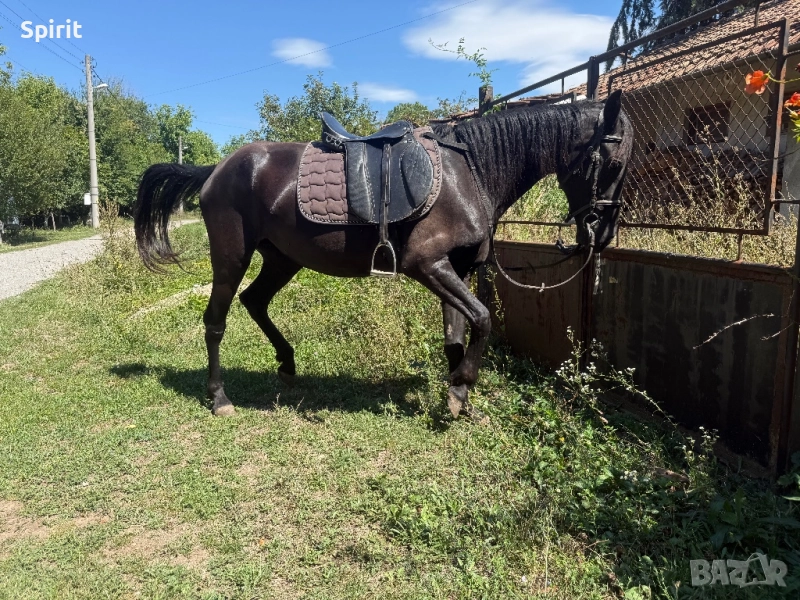 Ездитна кобила Марта, снимка 1