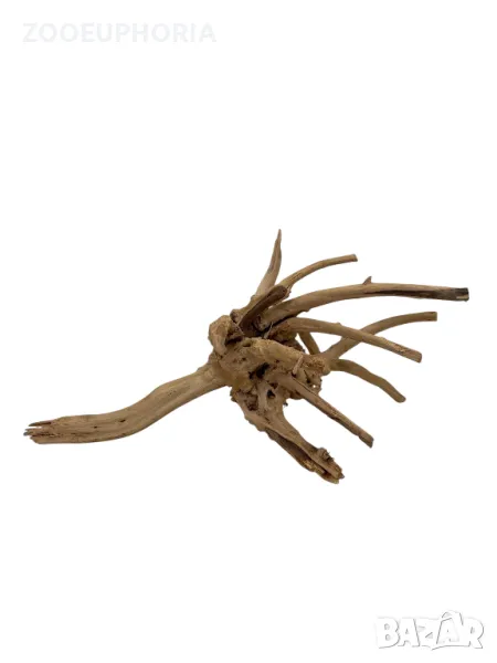 Корен азалия #16, снимка 1