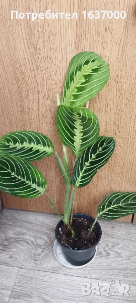 Маранта Lemon lime , снимка 1