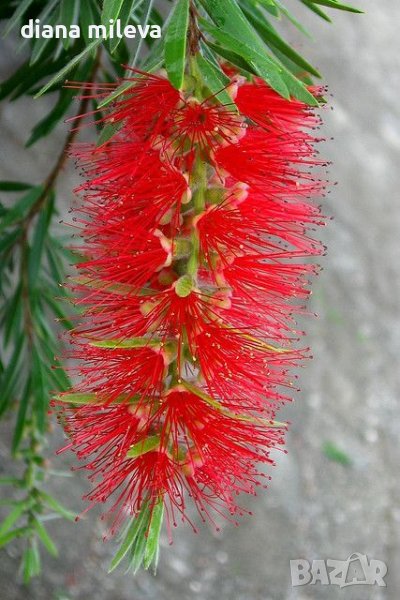 Калистемон, червен!!, снимка 1
