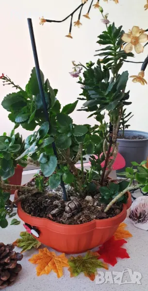 КАЛАНХОЕ, снимка 1