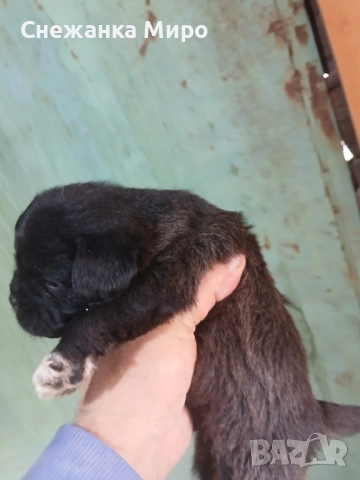 френски булдог, снимка 3 - Френски булдог - 52639016