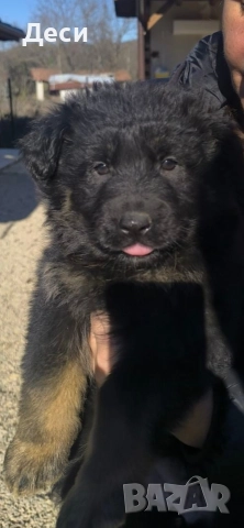 немска овчарка