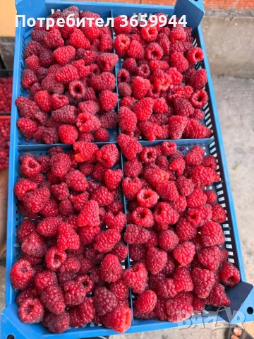 Предлагам елитен расад ягуди и малини, снимка 5 - Разсади - 52135758