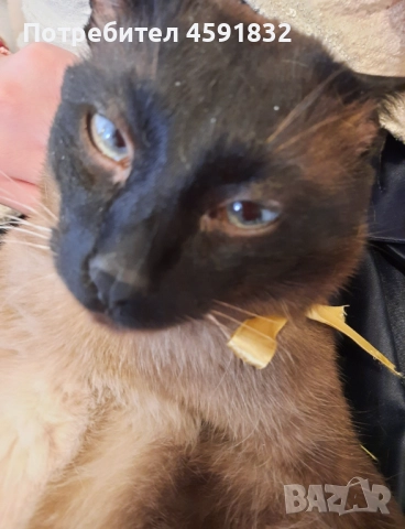 Сиамец Котарак Възпитан 