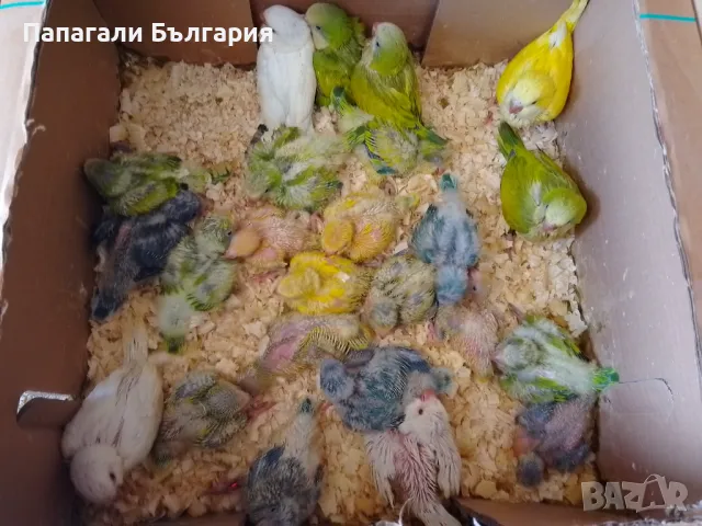 Ръчно хранени папагалчета Монах, снимка 3 - Папагали - 50417000