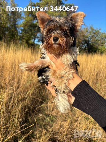 Бивър йорки , снимка 1