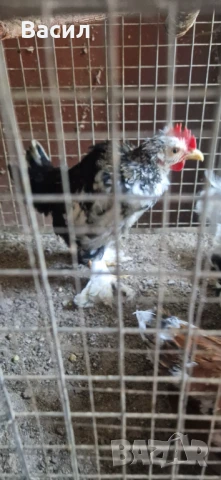 Млади петлета , снимка 4 - други­ - 51004870