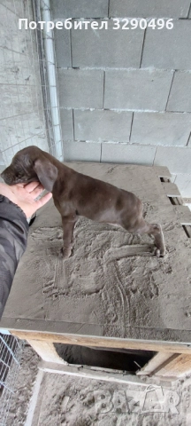 Малки курцхаари , снимка 3 - Курцхаар - 52939221