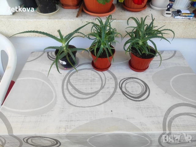 Алое вера-медицинско, снимка 2 - Стайни растения - 51469927