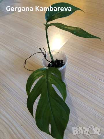 Epipremnum pinnatum Baltic Blue , снимка 2 - Стайни растения - 52776632