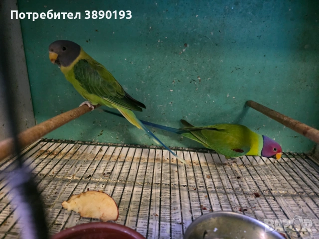 Сливоглав Александър , снимка 2 - Папагали - 53175149