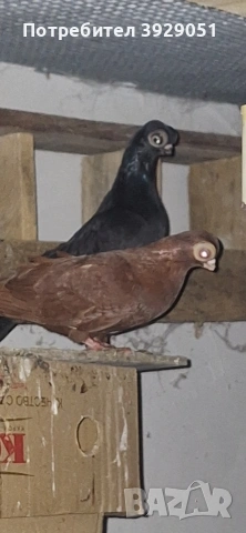 Продавам будапещенси, снимка 3 - Гълъби - 53373198