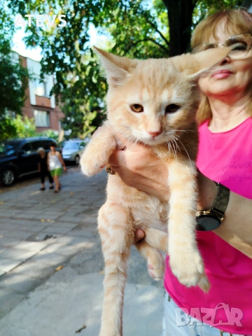 Малко рижо коте търси дом - спешно!, снимка 5 - Други - 51694320