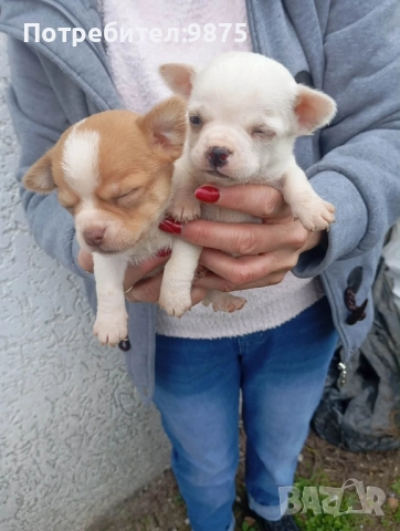 Продавам чихуахуа