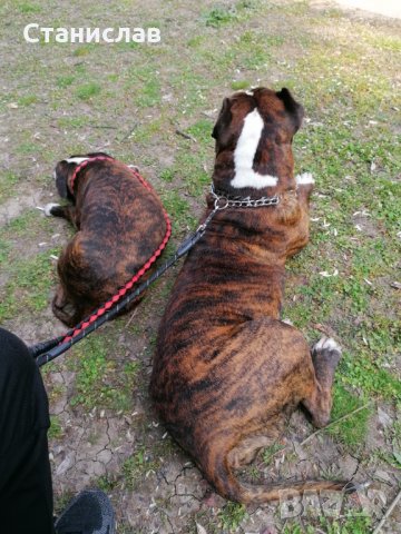 Тигров питбул за разплод ... , снимка 10 - Питбул - 31691648