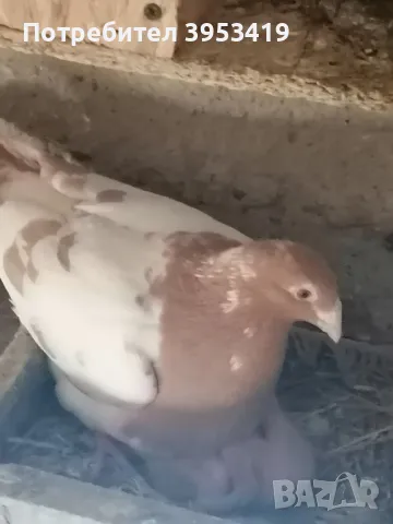 100% meulemans -спортни гълъби, снимка 6 - Гълъби - 49208770