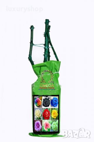 Корени готови за засаждане ” Черна Роза ”, " Нефрит ", " Дъгова " внос Холандия, сертифицирани, снимка 3 - Градински цветя и растения - 36733683