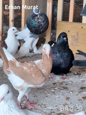 dekorativni gılıbi razlicni vidove, снимка 7 - други­ - 52557404