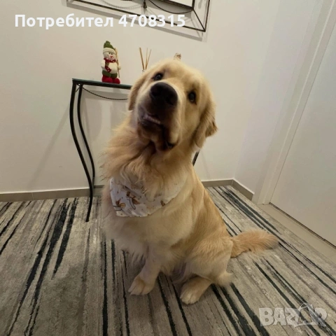 Голдън ретривър момче родословен баща, снимка 7 - Голдън ретривър - 53581830