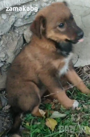 Подаряваме кученцe бездомниче пухено бобче женско, снимка 4 - Други - 52565899