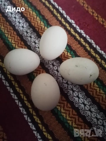 Разплодни яйца от катунски кокошки, снимка 5 - други­ - 52839554