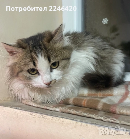 4/5-месечно момиченце търси дом!, снимка 3 - Други - 52978378