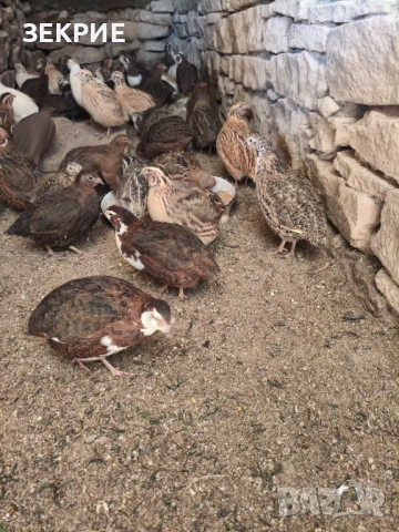 Продавам Домашни  Яйца  от Пъдпъдъци , снимка 8 - Други - 46928739