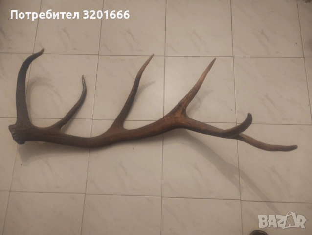 Рог от Екен, снимка 3 - Ножове - 53413843