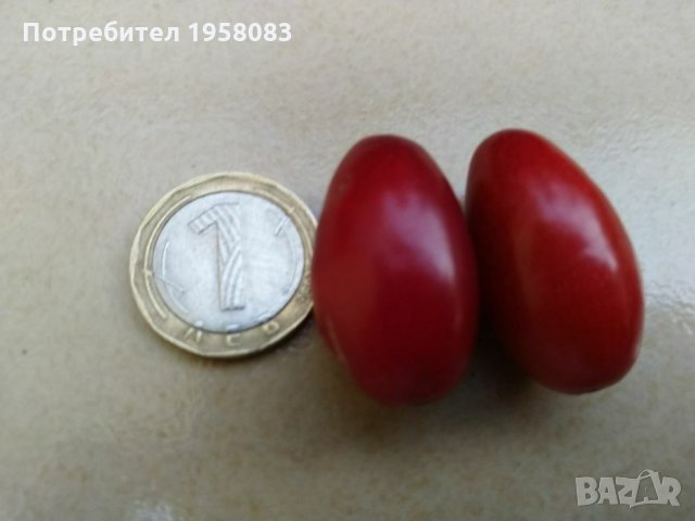  Дрян с едър плод-фиданки, снимка 1 - Сортови семена и луковици - 25238094