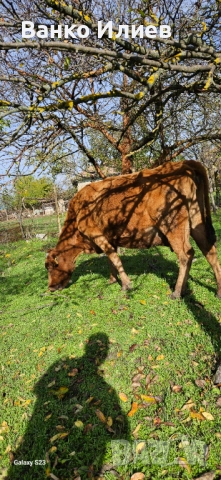 Свободни 6 редовни крави , снимка 12 - Крави - 52412161