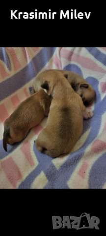 малко момченце мини чихуа, снимка 7 - Чихуахуа - 52515787