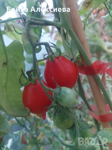 Семена домати Пиеноло Дел Везувио, снимка 3 - Сортови семена и луковици - 52153223