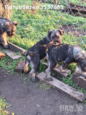 Мител Шнауцер (стандартен) сол и пипер , снимка 3 - Други - 53586894