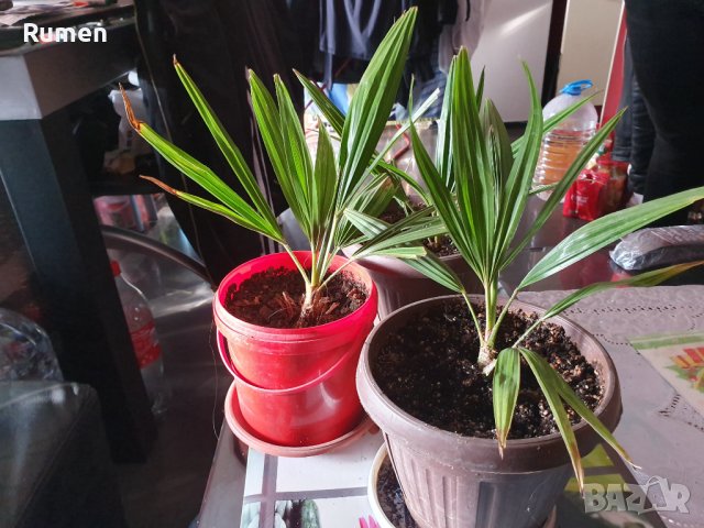 Предлагам малки студоустоичиви палми Трахикаптус - 10 лв, снимка 4 - Градински цветя и растения - 38408552