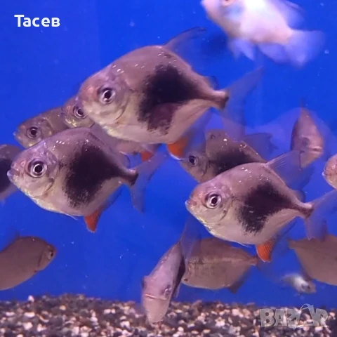 Милеус блекбери 5-6см