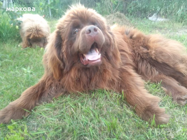 нюфаудленд, снимка 5 - Други - 50939575