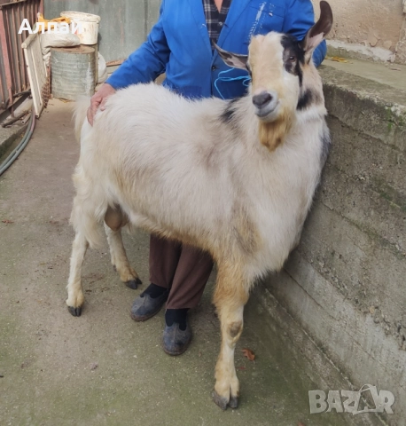 Козел (Пръч) за продан, снимка 2 - Кози - 52597257