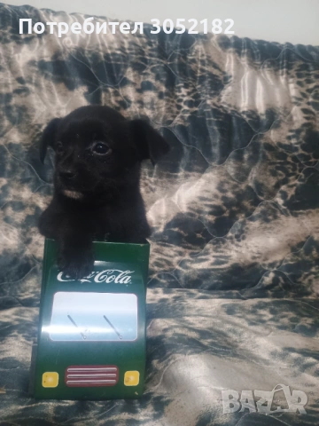 Свободни чухопинчери 