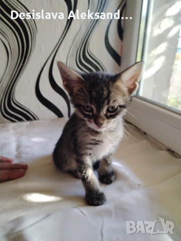 Подарявам много красиви домашни котенца , снимка 9 - Други - 51780206